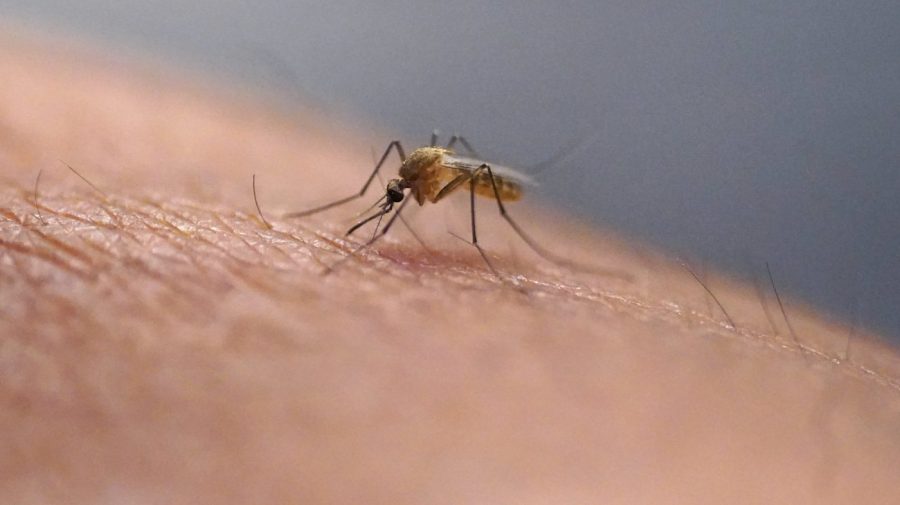 A mosquito is seen feeding on someone in a close-up.