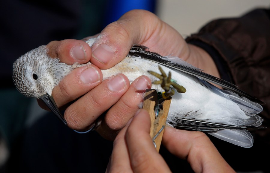 FILE - A researcher uses a clothes hanger to secure a geo-locator in place on the leg of a Red Knot shore bird while the glue dries on the north end of Nauset Beach in Eastham, Mass., Tuesday, Sept. 17, 2013. Nearly half of the world's migratory species are in decline, according to a new United Nations report released Monday, Feb. 12, 2024. Many songbirds, sea turtles, whales, sharks and migratory animals move to different environments with changing seasons and are imperiled by habitat loss, illegal hunting and fishing, pollution and climate change. (AP Photo/Stephan Savoia, File)