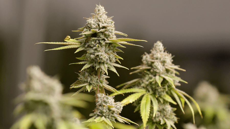 Marijuana buds are seen close-up.