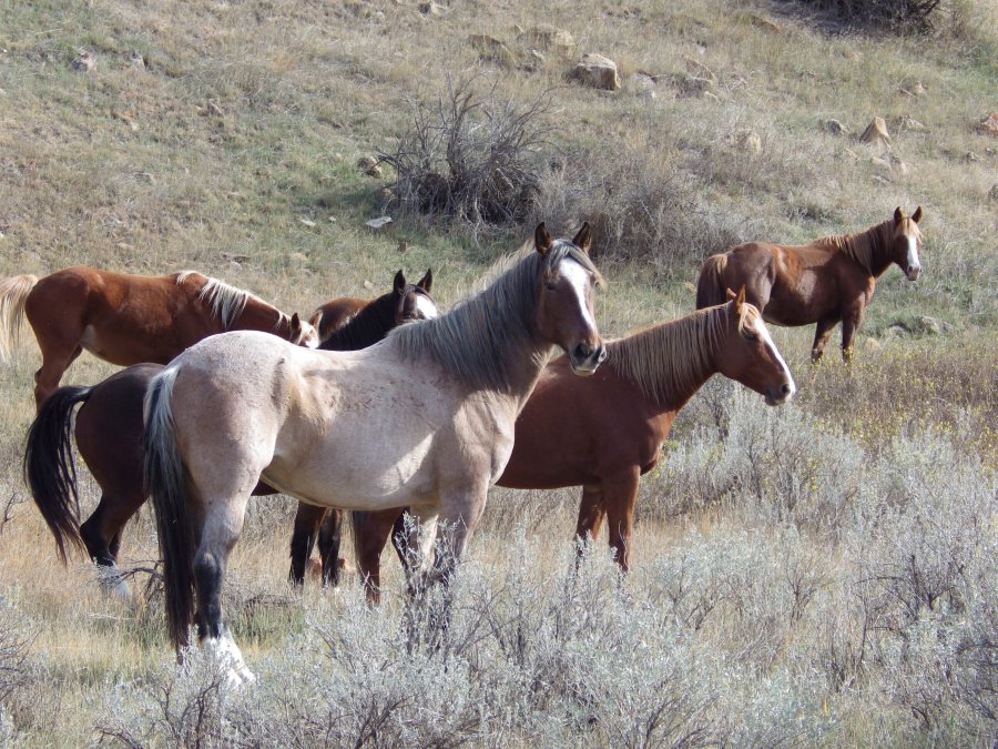 FILE - Wild horses stand in a group along a hiking trail in Theodore Roosevelt National Park, Oct. 21, 2023, near Medora, N.D. Legislation recently passed by Congress aims to keep wild horses in North Dakota's Theodore Roosevelt National Park, offering welcome support for advocates of the beloved creatures who fear their removal from the rugged landscape would otherwise be imminent. (AP Photo/Jack Dura, File)