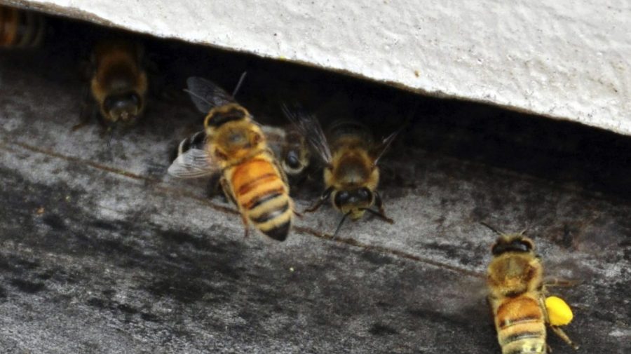 A honey bee carrying a wing full of yellow pollen delivers pollen to a nest.