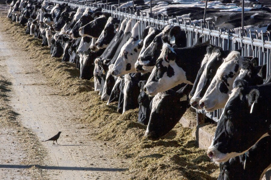 FILE - Dairy cattle feed at a farm on March 31, 2017, near Vado, N.M. The U.S. Department of Agriculture said Monday, March 25, 2024, that milk from dairy cows in Texas and Kansas has tested positive for bird flu. (AP Photo/Rodrigo Abd, File)