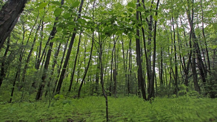 New growth is seen in a dense, green forest.