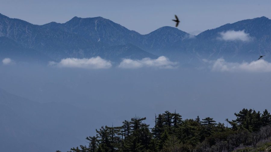 Birds fly with mountains in the distance.