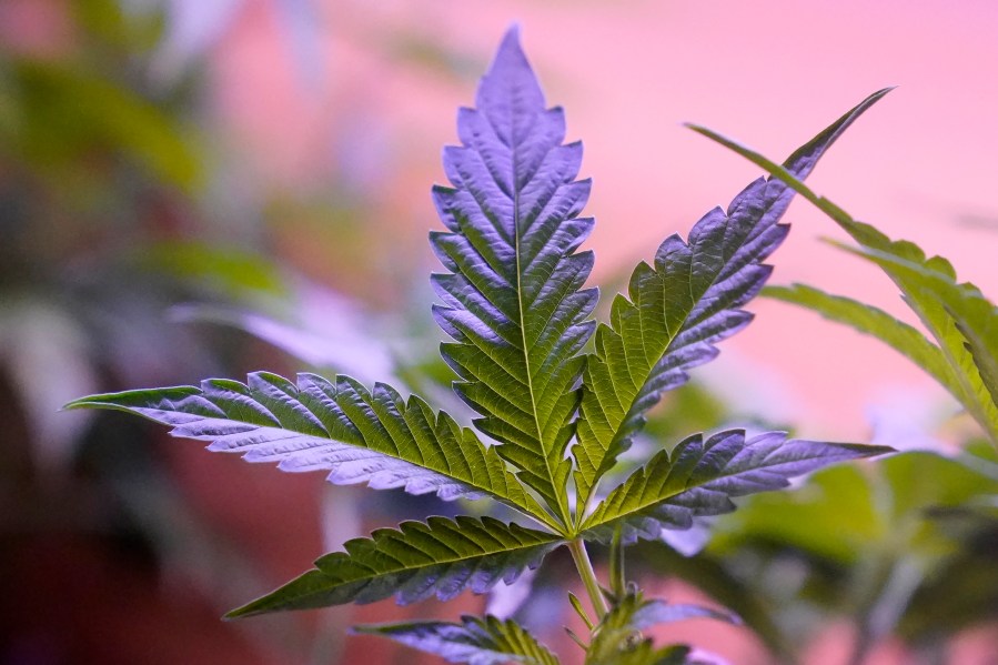 FILE - Marijuana plants are displayed at a shop in San Francisco, Monday, March 20, 2023. Daily and near-daily marijuana use is now more common than similar levels of high-frequency drinking in the U.S., according to an analysis of survey data over four decades, according to research published Wednesday, May 22, 2024, in the journal Addiction. (AP Photo/Jeff Chiu, File)ff