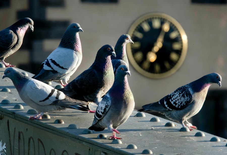 FILE - Pigeons gather on a bridge over the river Main with a church clock in background in Frankfurt, Germany, early Wednesday, May 15, 2019. A German town's referendum on culling pigeons has led to an uproar by animal rights activists. (AP Photo/Michael Probst, File)