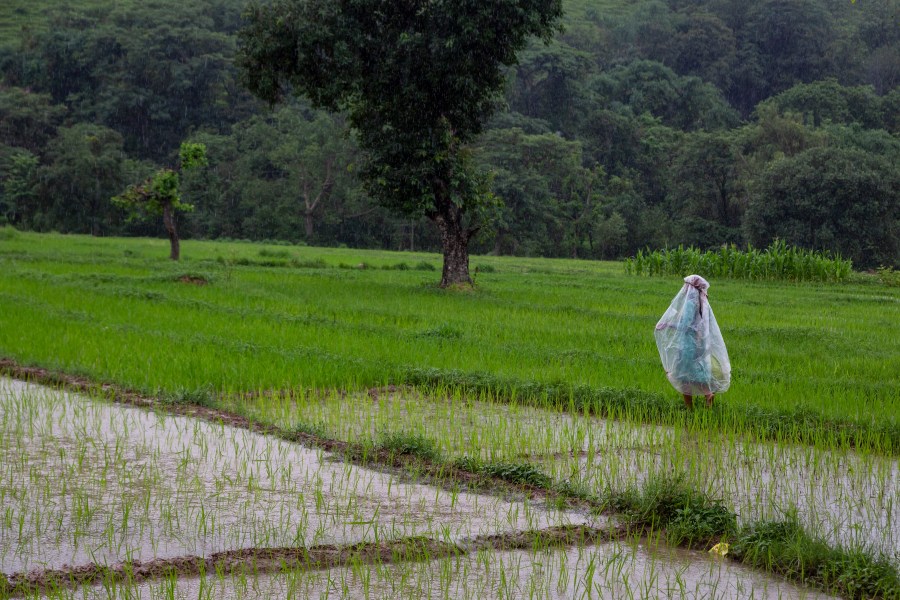 FILE - An Indian farmer wearing a raincoat walks past a paddy field during monsoon rains in Dharmsala, India, July 19, 2021. Human-caused climate change is making rainfall more unpredictable and erratic, which makes it difficult for farmers to plant, grow and harvest crops on their rain-fed fields. (AP Photo/Ashwini Bhatia, File)