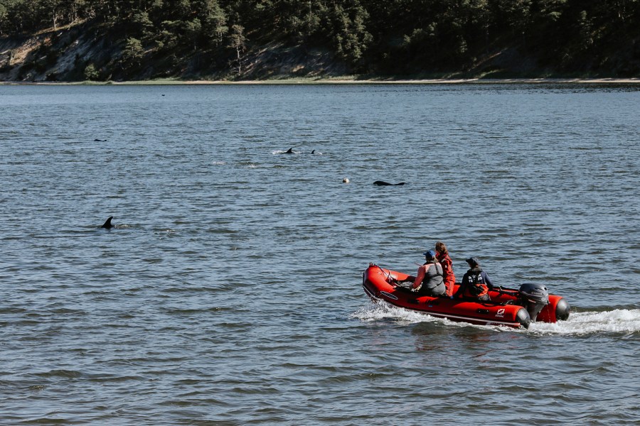 International Fund for Animal Welfare workers and volunteers attempt to herd stranded dolphins into deeper waters Friday, June 28, 2024, in Wellfleet, Mass. As many as 125 Atlantic white-sided dolphins became stranded Friday on Cape Cod and at least 10 died, prompting an intensive rescue effort, according to the International Fund for Animal Welfare. (Stacey Hedman/IFAW via AP)