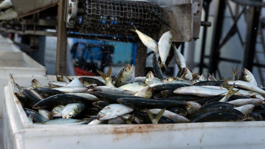 Catch is offloaded from a fishing vessel at Lund's Fisheries Inc. in Cape May, New Jersey, U.S., on Tuesday, Oct. 17, 2023. (Photographer: Rachel Wisniewski/Bloomberg via Getty Images)