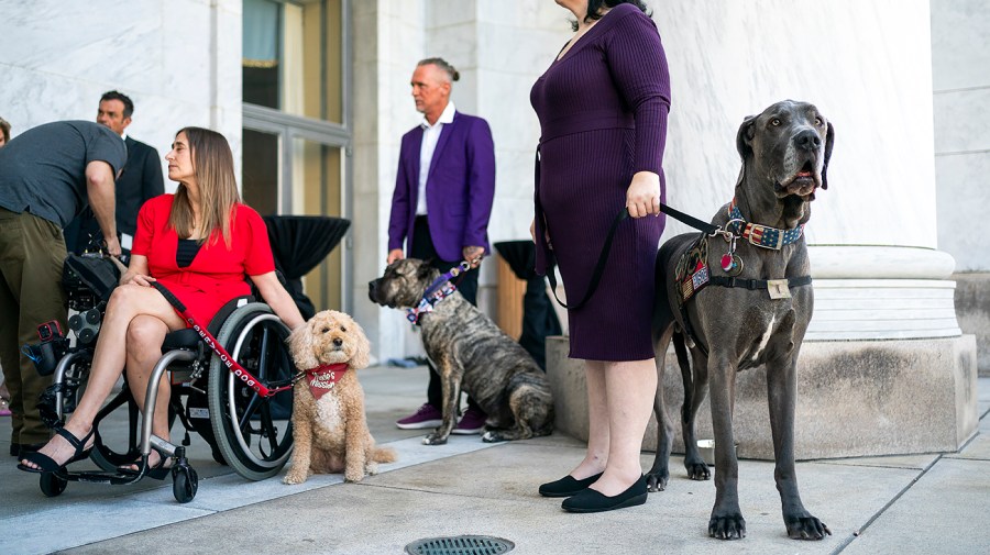 Service dogs are seen during an event at the Capitol with the Humane Society