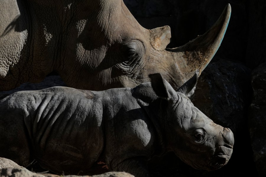 Silverio, a twelve-day-old white rhino, stands next to his mother Hannah during his presentation at the Buin Zoo in Santiago, Chile, Tuesday, July 2, 2024. The baby rhino’s birth is the third of this endangered species born at the Buin. (AP Photo/Esteban Felix)