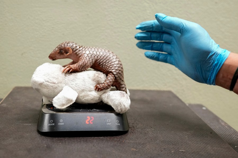 A newborn baby Chinese pangolin is weighed at the Prague zoo, Czech Republic, Wednesday, July 10, 2024. The baby female of the critically endangered animal was born on July 1, 2024. This is the second Chinese pangolin to be born here in less than two years and is doing well. (AP Photo/Petr David Josek)