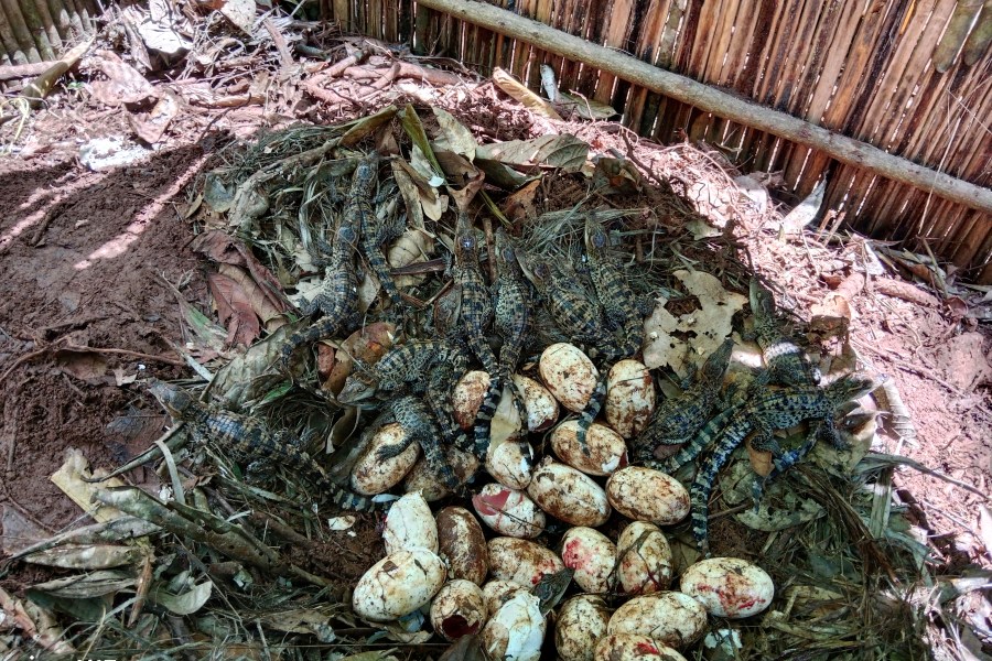 Rare Siamese crocodile species hatchlings are seen in Cardamom National Park in June, 2024. (Bros Pov/Fauna & Flora via AP)