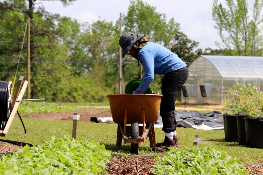 This photo provided by Sipp Culture shows farm apprentice Kira Cummings working on the Sipp Culture Community Farm in Utica, Miss., on April 21, 2022. Grocery stores in the area closed, so residents came together with the nonprofit Sipp Culture to create a community farm and commercial greenhouse. (Sipp Culture via AP