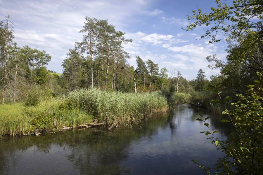 Trees, bushes and reeds grow along on a tributary of the Aare, in the Belper Giessen floodplain and river area in Belp, Switzerland, July 27, 2024. (Peter Klaunzer/Keystone via AP)