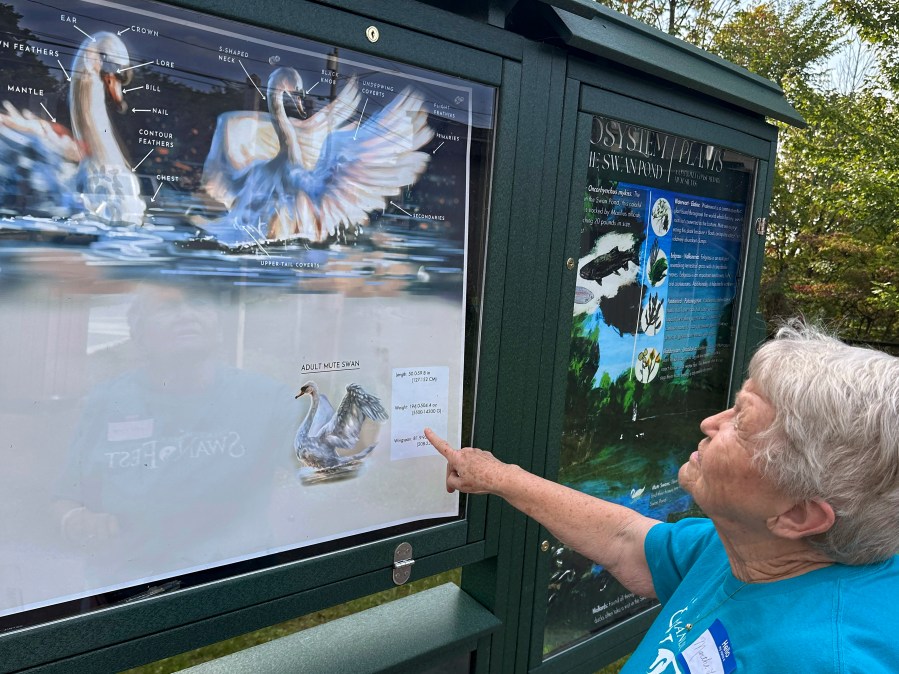 Martha Ballard Lacy, 89, of Manlius, N.Y., looks at a display about mute swans at Manlius Swan Pond, in Manlius, N.Y., Sept. 17, 2024. (AP Photo/Carolyn Thompson)