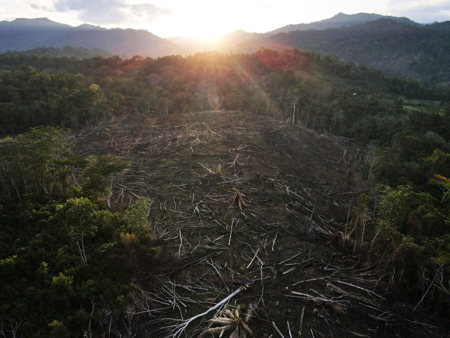 FILE - Cut down trees lie within view of the Cordillera Azul National Park in Peru's Amazon, Oct. 3, 2022. (AP Photo/Martin Mejia, File)